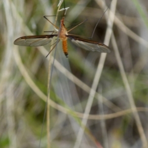 Leptotarsus (Macromastix) costalis at Boro, NSW - 28 Oct 2021