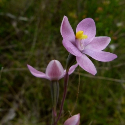 Thelymitra rubra (Salmon Sun Orchid) at Boro - 28 Oct 2021 by Paul4K