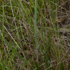 Thelymitra rubra at Boro, NSW - 28 Oct 2021