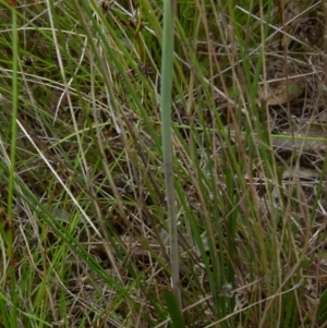 Thelymitra rubra at Boro, NSW - suppressed