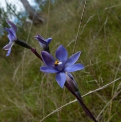 Thelymitra simulata at Boro, NSW - suppressed