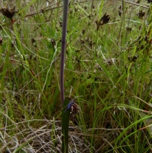 Thelymitra simulata at Boro, NSW - suppressed