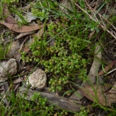 Crassula helmsii at Boro, NSW - 28 Oct 2021