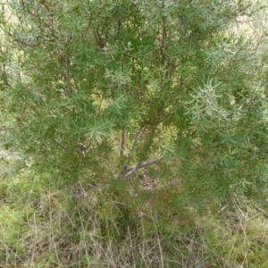 Persoonia mollis at Boro, NSW - 28 Oct 2021