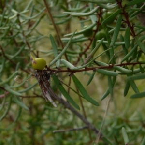 Persoonia mollis at Boro, NSW - 28 Oct 2021