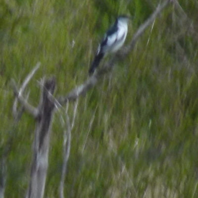 Lalage tricolor (White-winged Triller) at Boro, NSW - 28 Oct 2021 by Paul4K