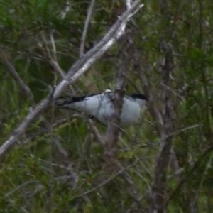 Lalage tricolor at Boro, NSW - 28 Oct 2021