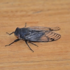 Psaltoda moerens (Redeye cicada) at Wamboin, NSW - 26 Nov 2020 by natureguy