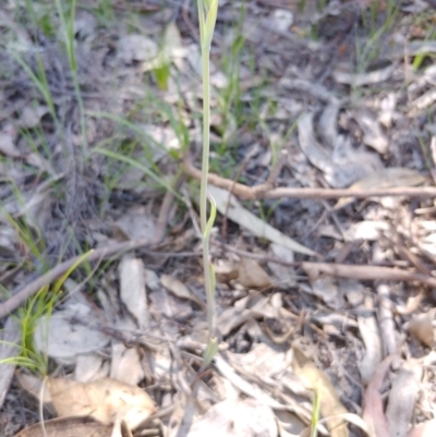 Calochilus platychilus (Purple Beard Orchid) at Tralee, NSW - 30 Oct 2021 by IanBurns