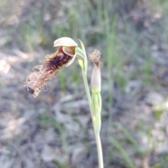 Calochilus platychilus at Tralee, NSW - 30 Oct 2021