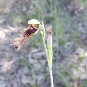 Calochilus platychilus at Tralee, NSW - 30 Oct 2021