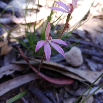 Caladenia carnea (Pink Fingers) at Tralee, NSW - 29 Oct 2021 by IanBurns