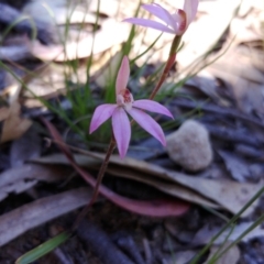 Caladenia carnea (Pink fingers) at Tralee, NSW - 29 Oct 2021 by IanBurns