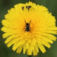 Unidentified Bee (Hymenoptera, Apiformes) at Wodonga - 29 Oct 2021 by KylieWaldon