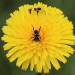 Apiformes (informal group) (Unidentified bee) at Wodonga, VIC - 29 Oct 2021 by KylieWaldon