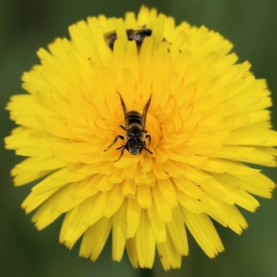 Unidentified Bee (Hymenoptera, Apiformes) at Wodonga - 29 Oct 2021 by KylieWaldon