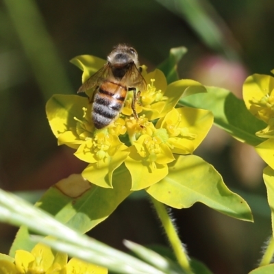 Apis mellifera at Wodonga - 29 Oct 2021 by KylieWaldon