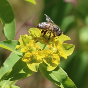 Apis mellifera at Wodonga, VIC - 29 Oct 2021 01:29 PM