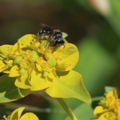 Lasioglossum (Chilalictus) sp. (genus & subgenus) (Halictid bee) at Wodonga, VIC - 29 Oct 2021 by KylieWaldon