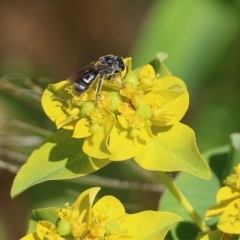 Lasioglossum (Chilalictus) sp. (genus & subgenus) at Wodonga, VIC - 29 Oct 2021 01:28 PM