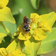 Lasioglossum (Chilalictus) sp. (genus & subgenus) at Wodonga, VIC - 29 Oct 2021 01:28 PM