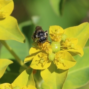 Lasioglossum (Chilalictus) sp. (genus & subgenus) at Wodonga, VIC - 29 Oct 2021 01:28 PM