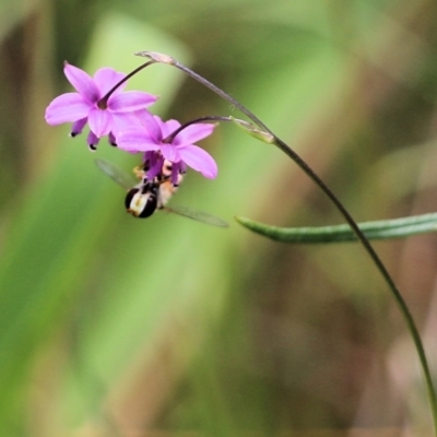 Unidentified Hover fly (Syrphidae) at Wodonga, VIC - 29 Oct 2021 by KylieWaldon