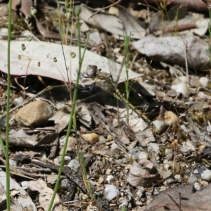 Orthetrum caledonicum at Wodonga, VIC - 29 Oct 2021