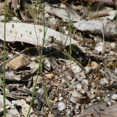 Orthetrum caledonicum (Blue Skimmer) at Wodonga, VIC - 29 Oct 2021 by KylieWaldon