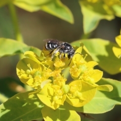 Unidentified Bee (Hymenoptera, Apiformes) at Wodonga - 29 Oct 2021 by KylieWaldon