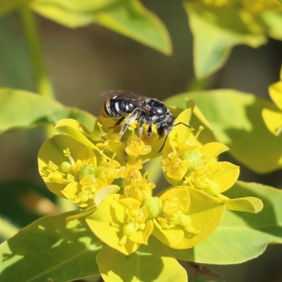 Apiformes (informal group) (Unidentified bee) at Wodonga, VIC - 29 Oct 2021 by KylieWaldon