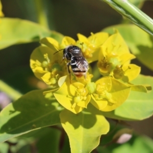 Apiformes (informal group) at Wodonga, VIC - 29 Oct 2021 01:30 PM