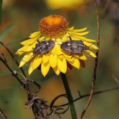 Unidentified Shield, Stink & Jewel Bug (Pentatomoidea) at Wodonga, VIC - 29 Oct 2021 by KylieWaldon