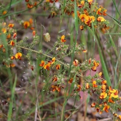 Pultenaea foliolosa (Small Leaf Bushpea) at Wodonga, VIC - 29 Oct 2021 by KylieWaldon