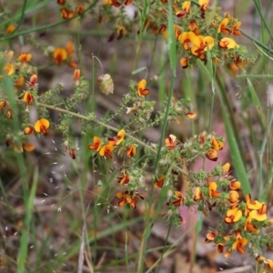 Pultenaea foliolosa at Wodonga, VIC - 29 Oct 2021