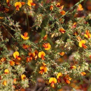 Pultenaea foliolosa at Wodonga, VIC - 29 Oct 2021 01:33 PM