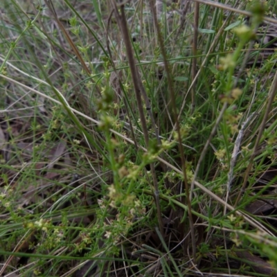 Galium gaudichaudii subsp. gaudichaudii (Rough Bedstraw) at Boro - 28 Oct 2021 by Paul4K