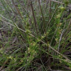 Galium gaudichaudii subsp. gaudichaudii (Rough bedstraw) at Boro, NSW - 28 Oct 2021 by Paul4K