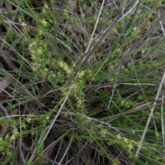 Galium gaudichaudii subsp. gaudichaudii at Boro, NSW - 28 Oct 2021