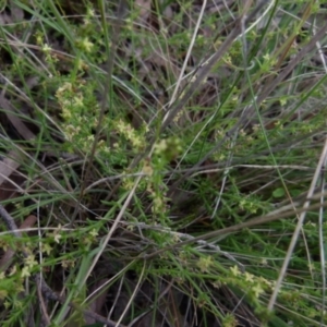 Galium gaudichaudii subsp. gaudichaudii at Boro, NSW - suppressed