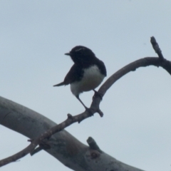 Rhipidura leucophrys (Willie Wagtail) at Boro, NSW - 28 Oct 2021 by Paul4K