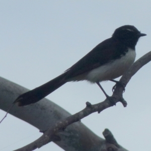 Rhipidura leucophrys at Boro, NSW - 28 Oct 2021