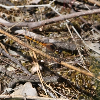 Diplacodes melanopsis (Black-faced Percher) at Wodonga, VIC - 29 Oct 2021 by KylieWaldon