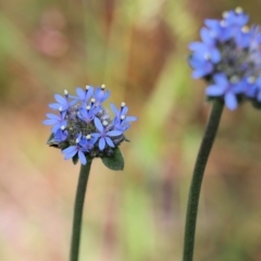 Brunonia australis (Blue Pincushion) at Wodonga, VIC - 29 Oct 2021 by KylieWaldon