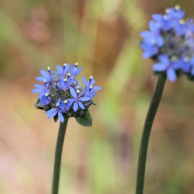 Brunonia australis (Blue Pincushion) at Wodonga, VIC - 29 Oct 2021 by KylieWaldon