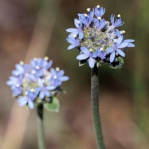 Brunonia australis at Wodonga, VIC - 29 Oct 2021