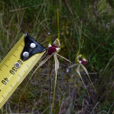 Caladenia atrovespa (Green-comb Spider Orchid) at Boro, NSW - 28 Oct 2021 by Paul4K