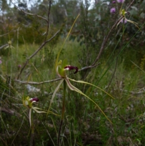 Caladenia atrovespa at Boro, NSW - 28 Oct 2021