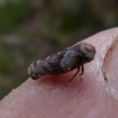 Unidentified Leafhopper or planthopper (Hemiptera, several families) at Boro, NSW - 28 Oct 2021 by Paul4K