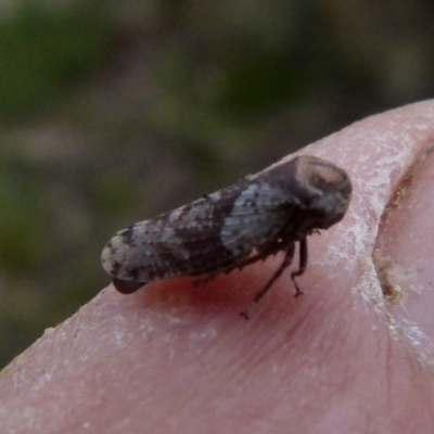 Macroceps tonnoiri (Flat-head Leafhopper) at Boro, NSW by Paul4K